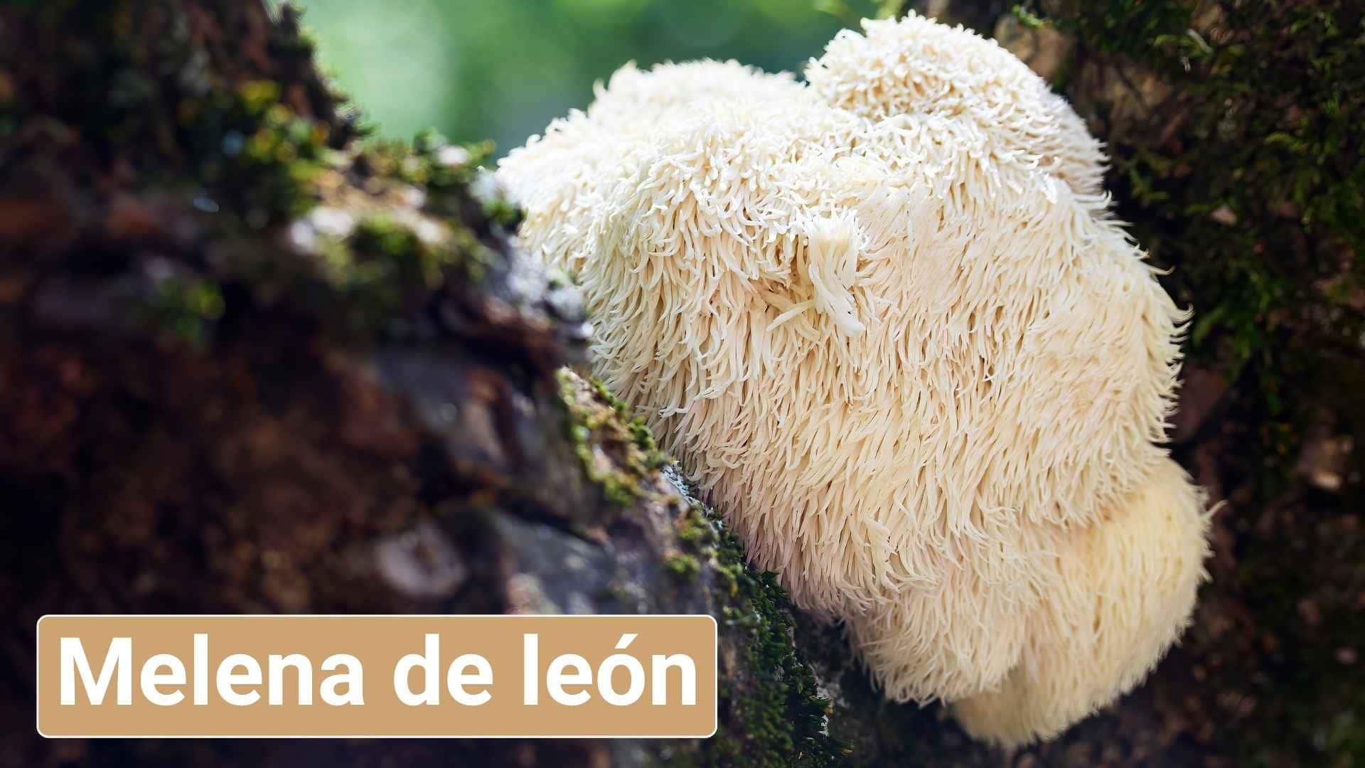 Melena de león para perros